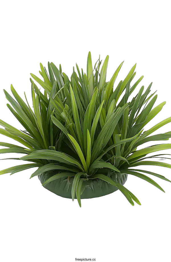 [Transparent Background PNG]Green Artificial Grass Plant Isolated on White Background