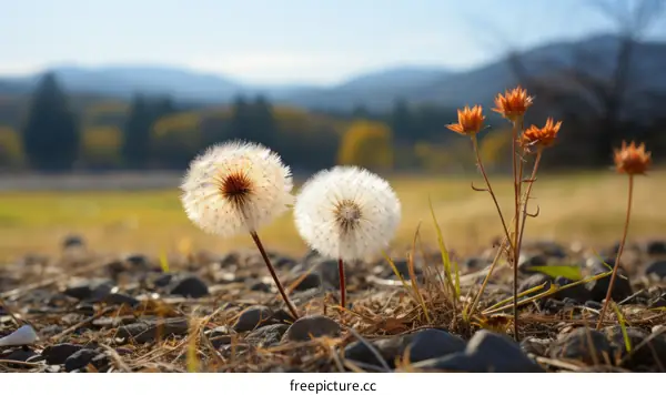 Two Fluffy Dandelions and an Orange Flower in a Rocky Field with a Forest