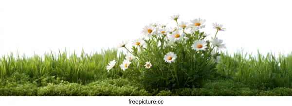 [Transparent Background PNG]Beautiful White Daisies in a Field of Green Grass
