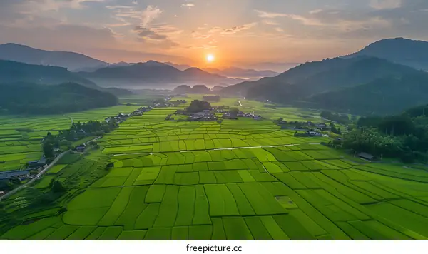 An aerial view of a lush green terraced rice field in the morning