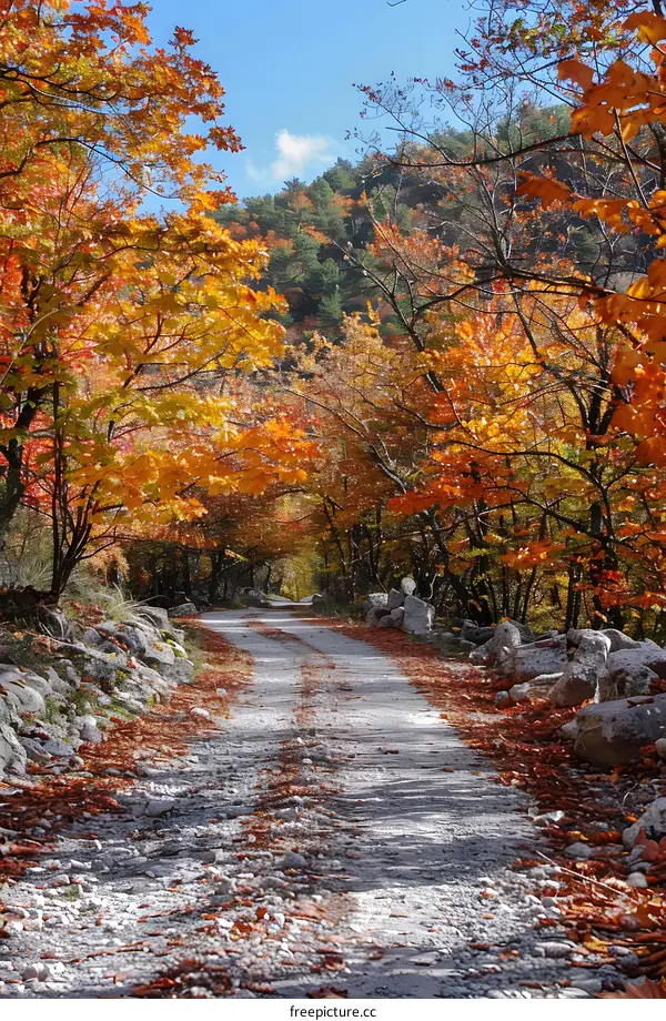 Autumn Colors Along a Winding Forest Path
