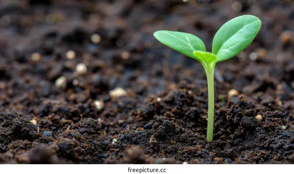 A tiny green shoot emerges from the dark soil