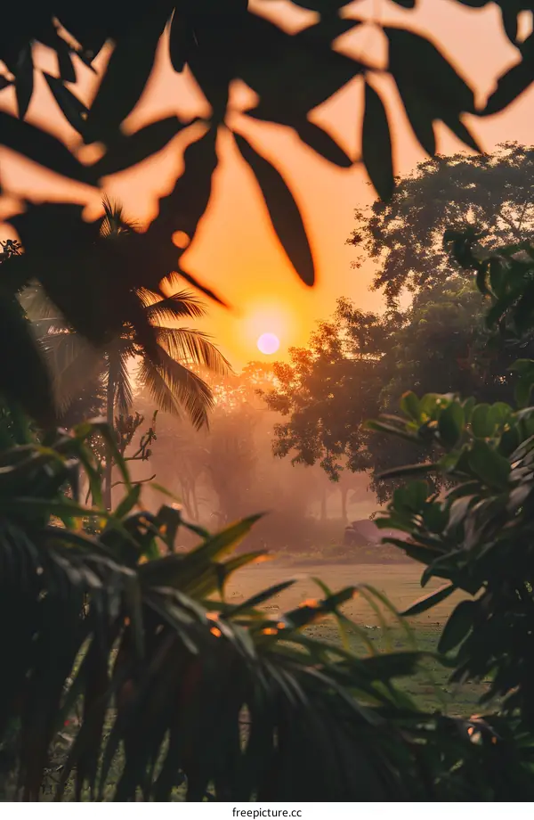 Golden Sunrise Through Palm Tree Leaves