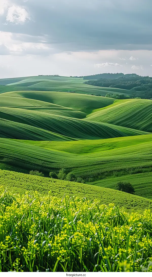 Green rolling hills of a rural farmland landscape