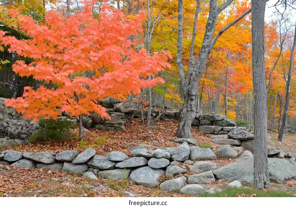 Autumn Foliage and Stone Wall in Forest