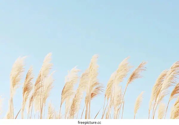 Golden Grass Swaying in the Wind Against a Blue Sky