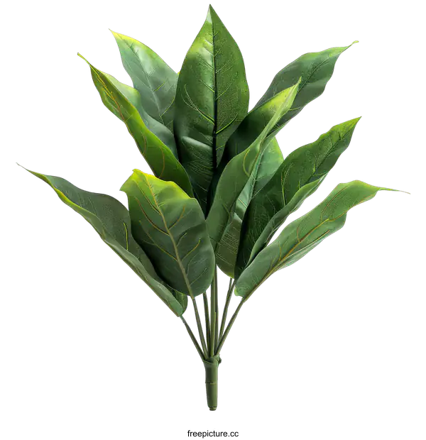 [Transparent Background PNG]Green leaves of a tropical plant on a transparent background