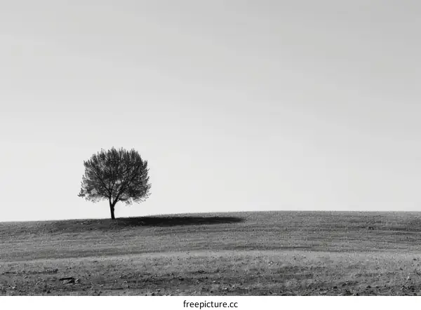 Lonely Tree in a Vast Field