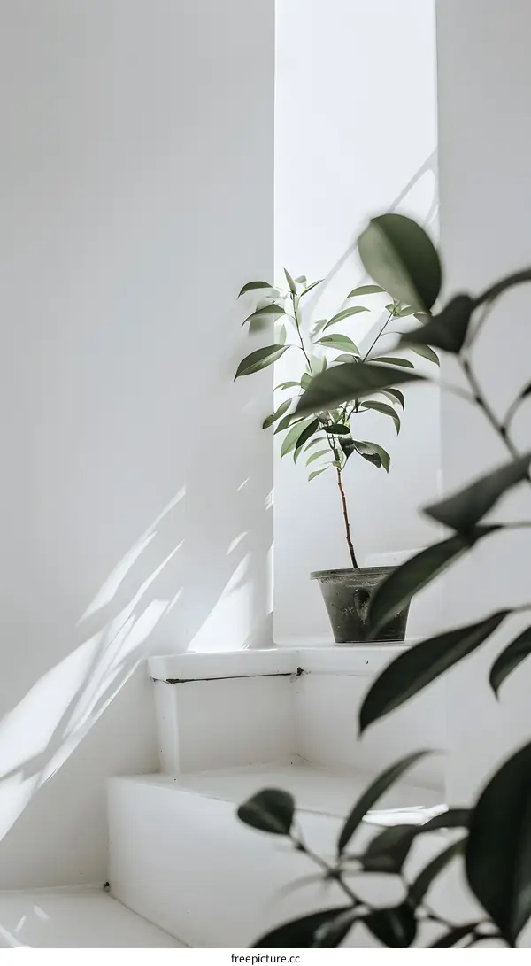 White Minimalist Staircase with Plant