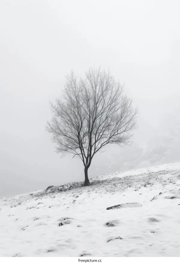 Lone Tree in Snow-Covered Field