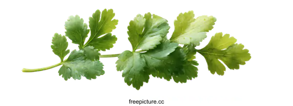[Transparent Background PNG]Fresh Coriander Leaves Closeup