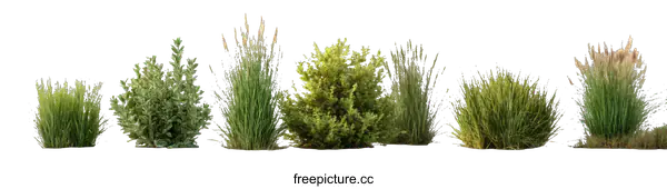 [Transparent Background PNG]Collection of Diverse Grass and Shrub Varieties