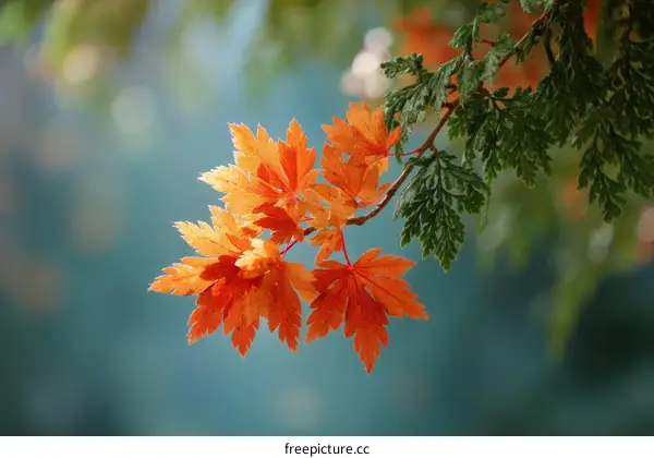 Autumn Leaves in Soft Light