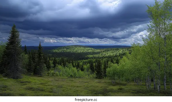 Forest Landscape Under Stormy Sky