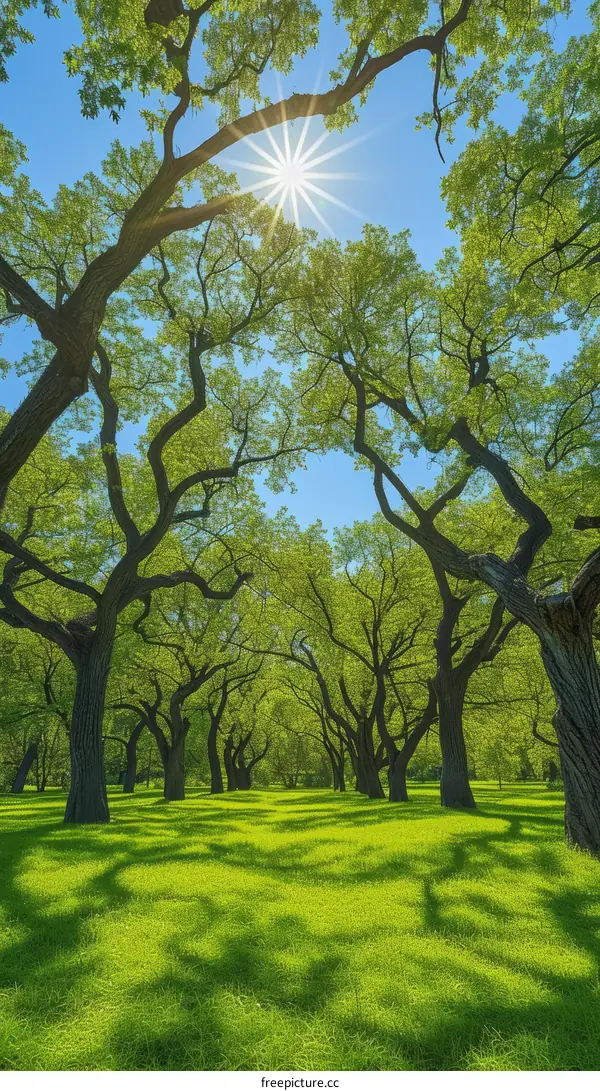 Sun shining through the trees in a park