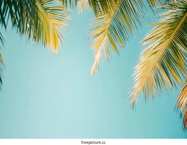Tropical Palm Leaves Against A Blue Sky Background