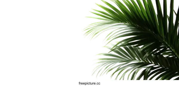 [Transparent Background PNG]Palm Leaves on White Background