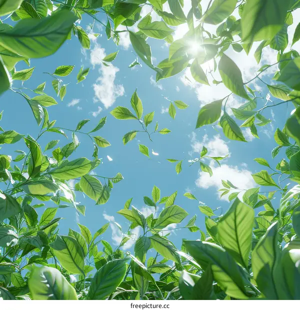 Gazing Through the Verdant Canopy