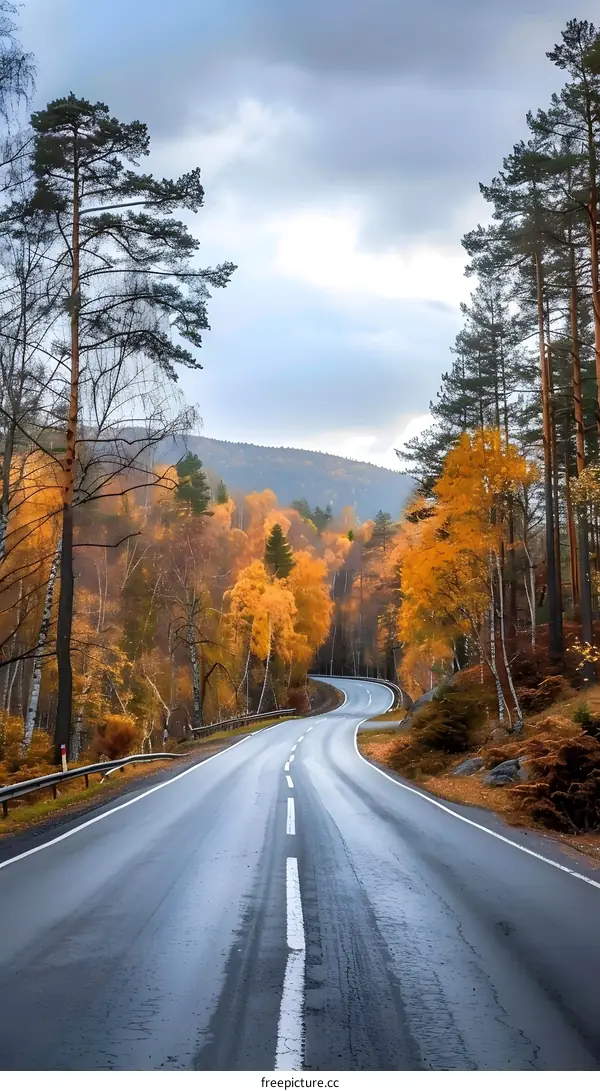 Empty Road Winding Through Autumn Forest