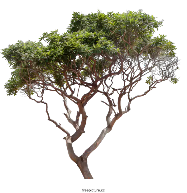 [Transparent Background PNG]Isolated Green Tree With White Background