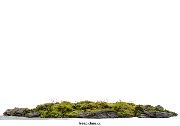 [Transparent Background PNG]Green Moss On Rock Against White Background