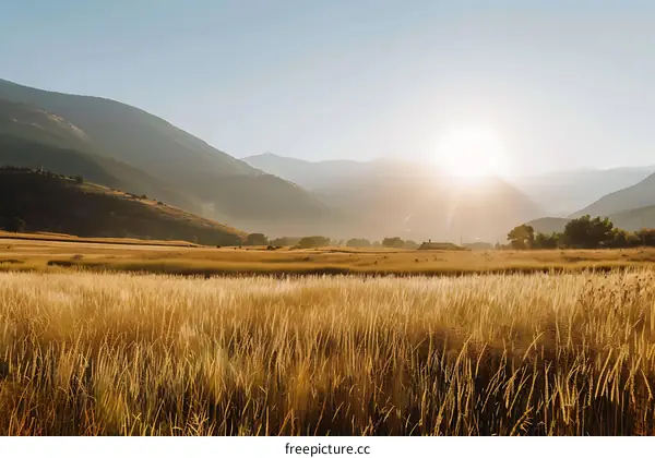 Golden Field Under Sunset With Mountain Background