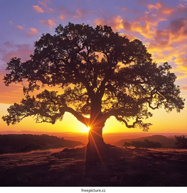 Huge Oak Tree at Sunset