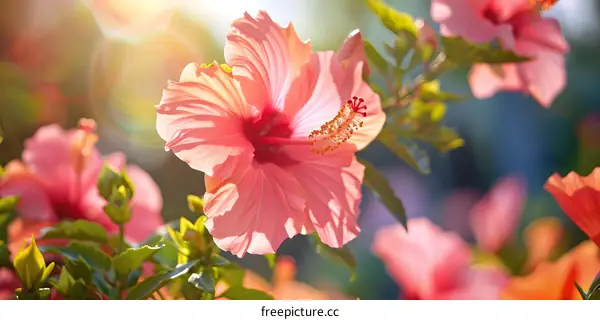 Pink Hibiscus Flower in Bloom with Sunlight