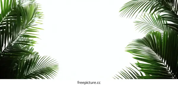 Tropical Palm Leaves Frame Background