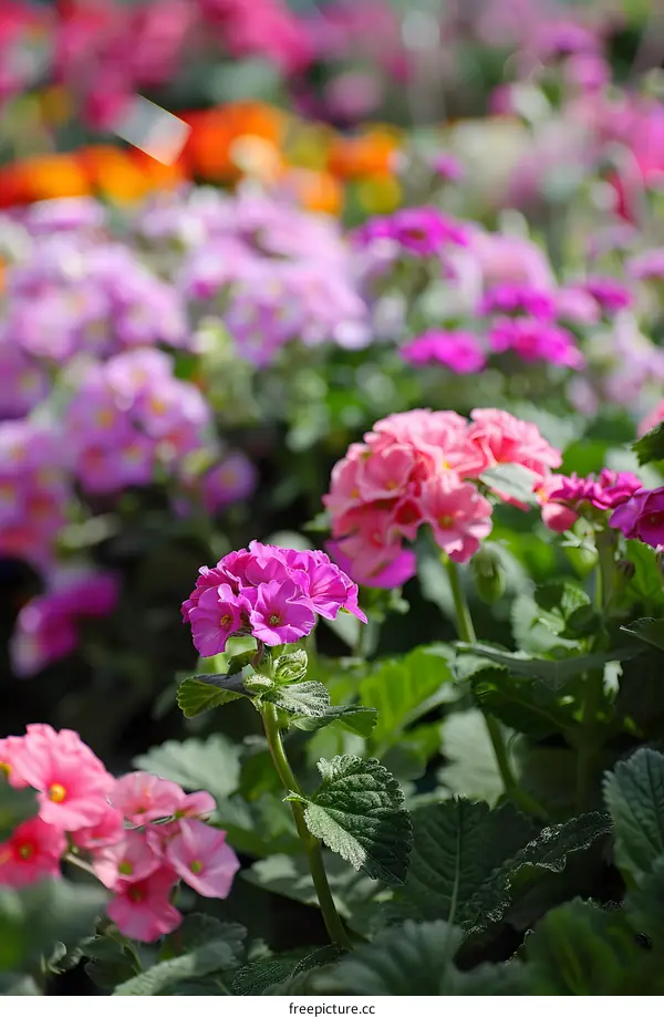 Close Up of Pink Flowers in a Garden