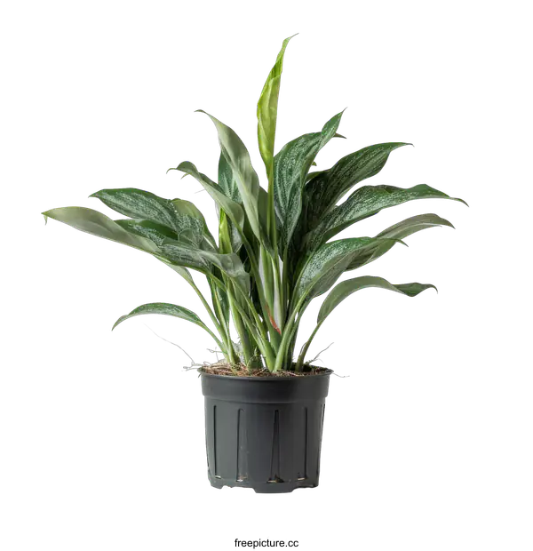 [Transparent Background PNG]Green Plant in Black Pot