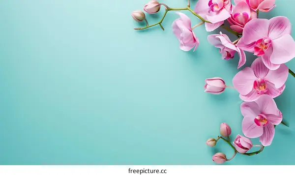 Pink Orchid Flowers on Turquoise Background