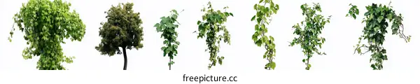Collection of Various Trees and Vines