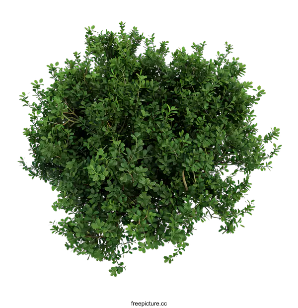 [Transparent Background PNG]Top View of a Lush Green Bush