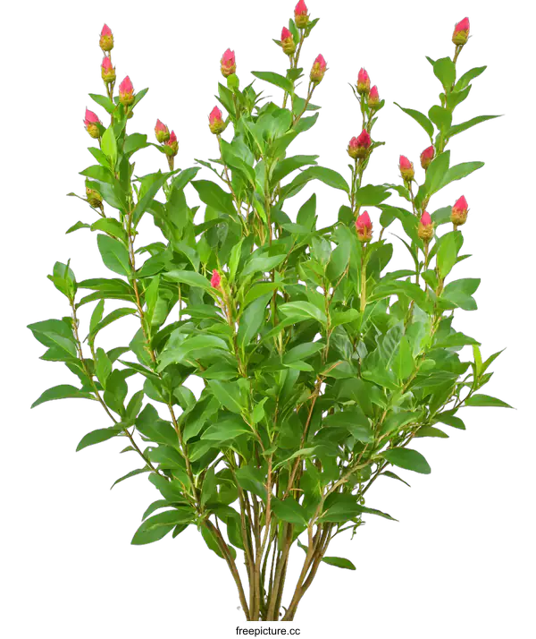 [Transparent Background PNG]Pink Flower Bush With Green Leaves On White Background