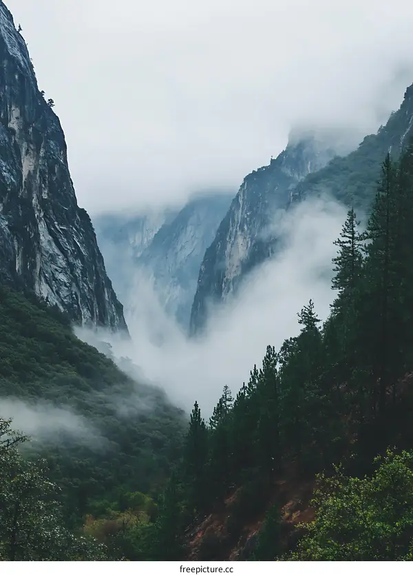 Foggy Mountain Landscape with Trees