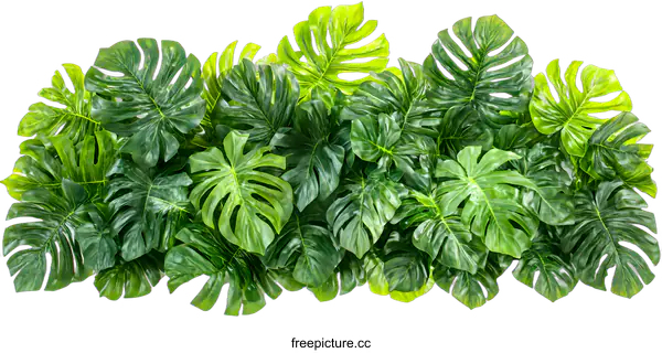 [Transparent Background PNG]Green Tropical Monstera Leaves Isolated on White Background