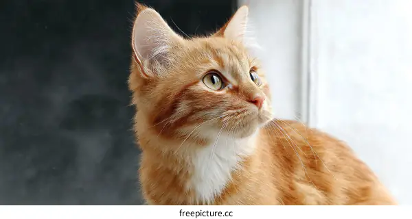 Ginger Cat Looking Up in a Cozy Setting