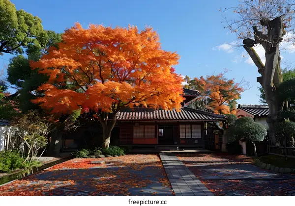 Japanese maple tree in autumn