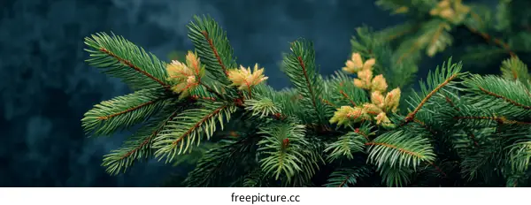 Close-up of Fir Tree Branches with Buds