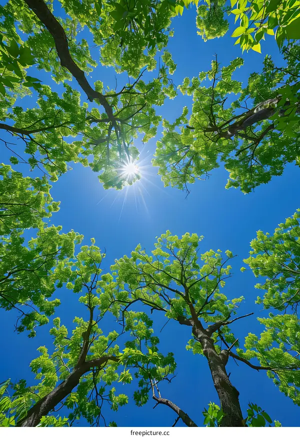 Looking up at the sun through the trees