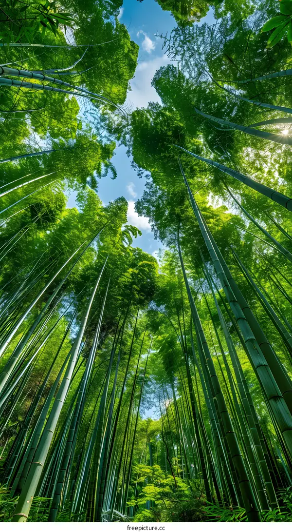 Looking up at the green bamboo forest