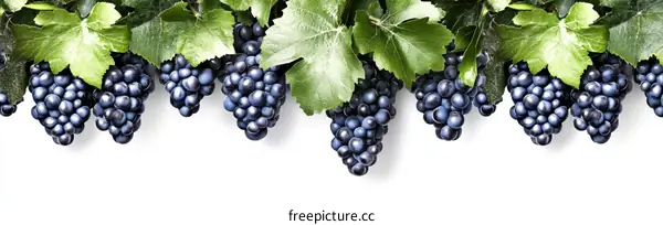 Fresh Grapes and Leaves Border