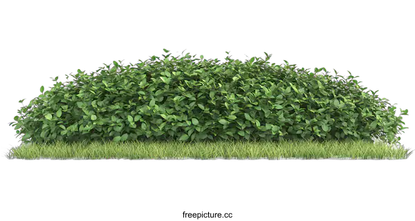 [Transparent Background PNG]Green Bush with Grass Isolated on White Background