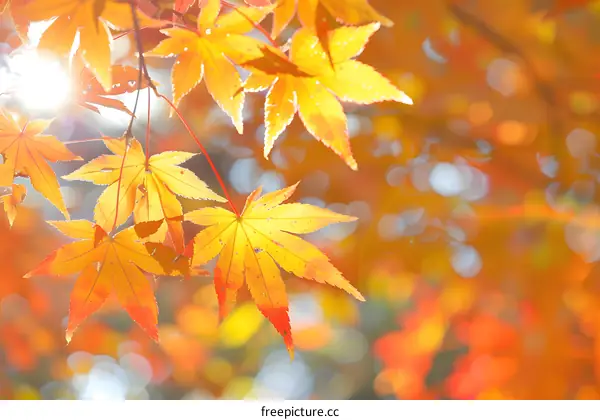 Beautiful Autumn Maple Leaves With Sunlight
