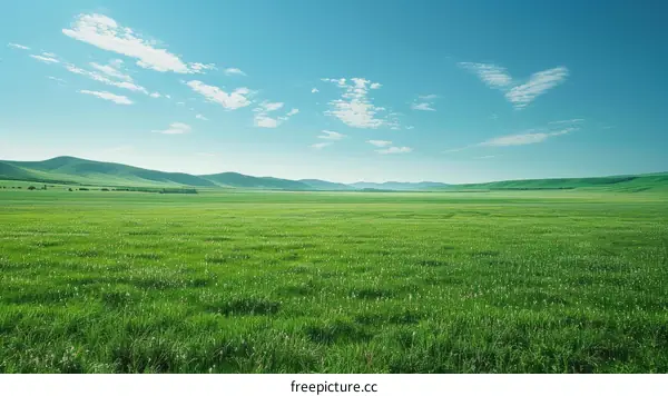 Vast Grassland under Blue Sky with White Clouds