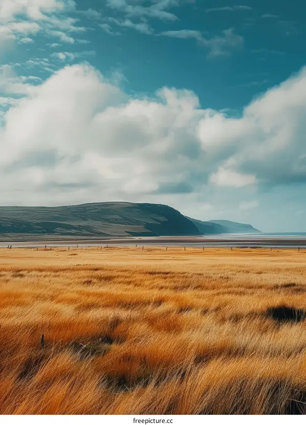 Field of golden grass swaying in the wind with a large mountain in the distance