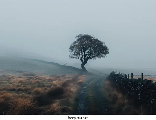 Tree in the middle of a foggy field