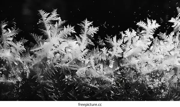 Black and white photo of frost on a window