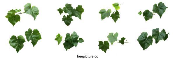[Transparent Background PNG]Green Ivy Leaves Isolated on White Background